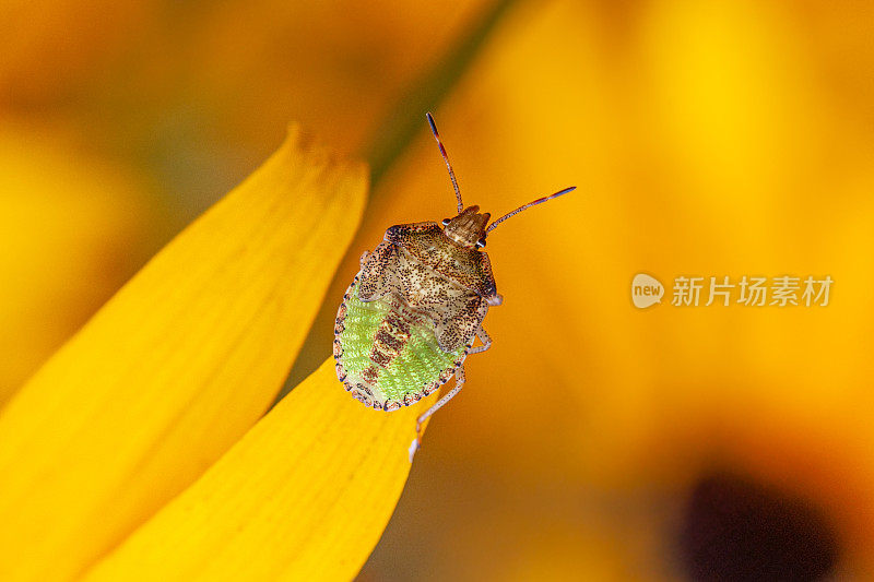 幼虫，（Euschistus servus euschistoides），棕色臭虫幼虫。